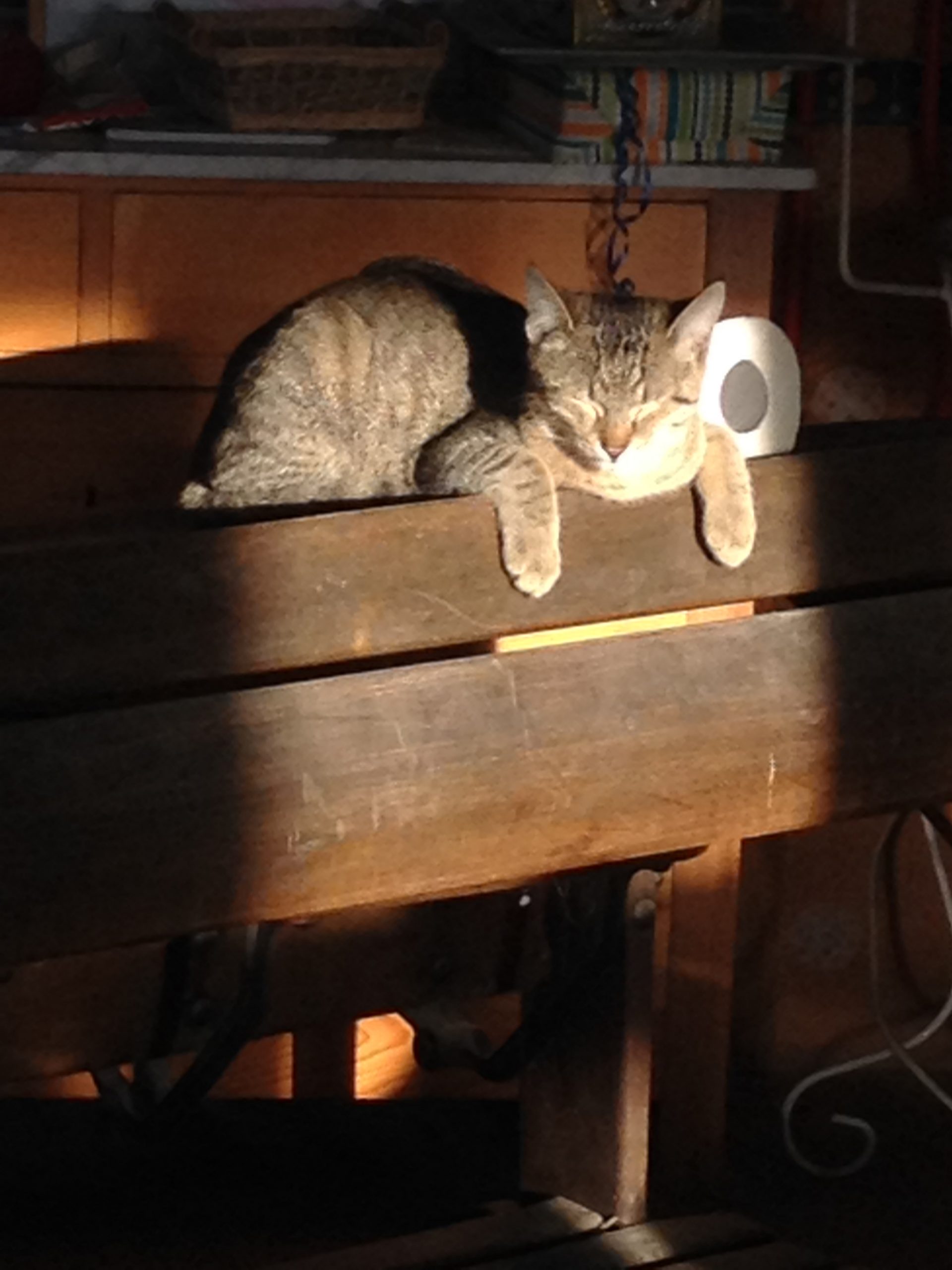 Katze liegt entspannt auf alter Schulbank