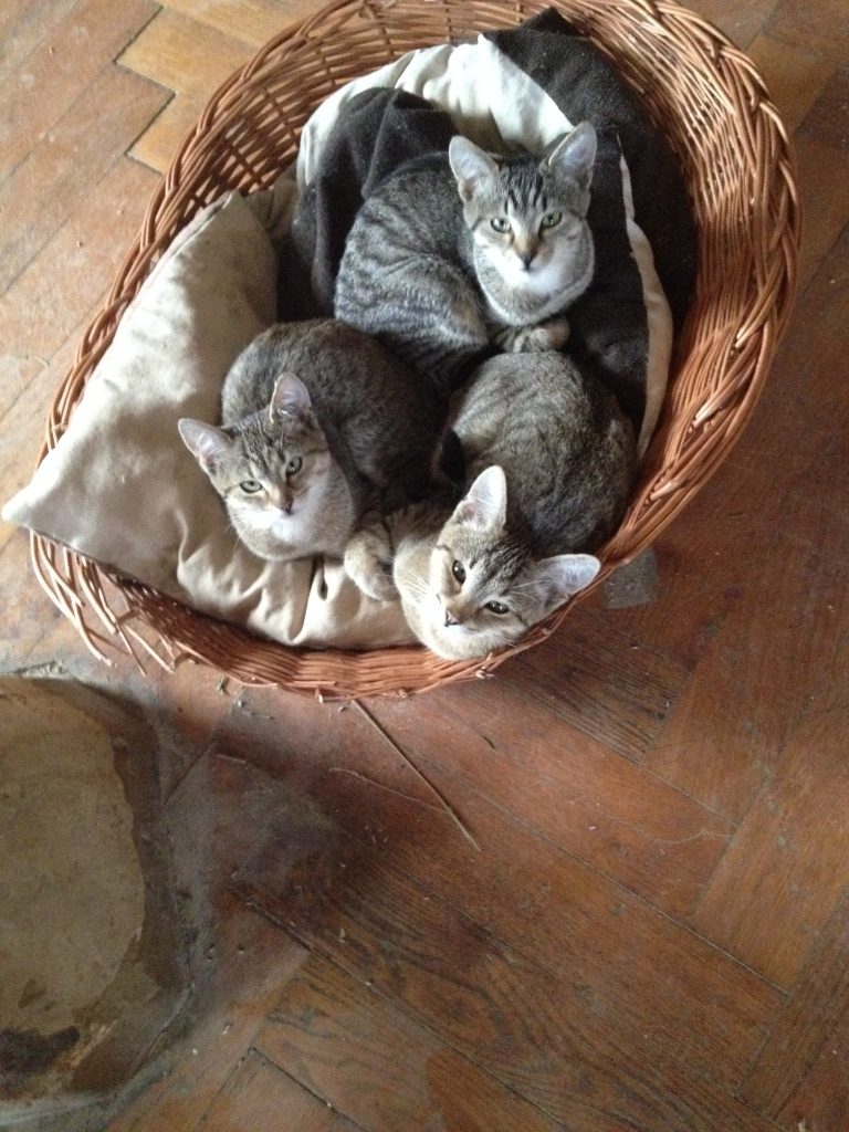 Katzen im Korb